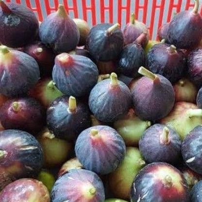 Bibit buah tin jenis langka Lardarro | jenis buah tin produktif SUPER PREMIUM