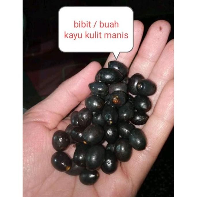 Bibit buah kayu kulit manis | cassiavera | biji kulit manis isi +/- PREMIUM
