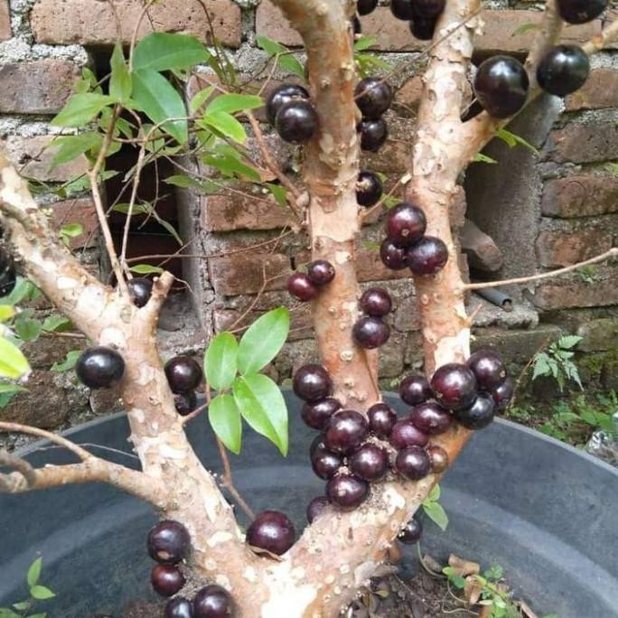 bibit buah anggur brazil jaboticaba preco hasil cangkok FFFF PREMIUM