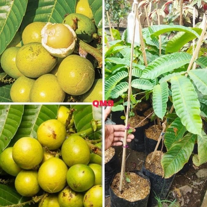 Bibit buah matoa kuning sambung FFFF PREMIUM