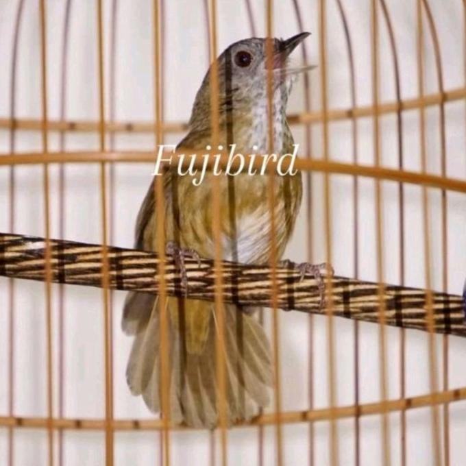 Murah Burung Tieumi Wambi Mini Import Jantan Sudah Bunyi