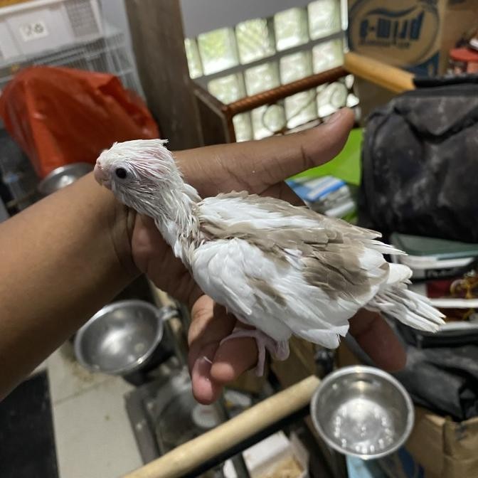 Sale Lolohan Parkit Australia White Face Pied / Lolohan Falk Wf Pied