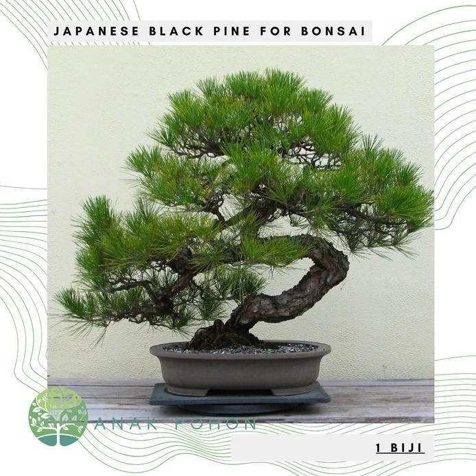 Benih Bibit Biji - Japanese Black Pine / Pinus Hitam Jepang (Pinus thunbergii) Exotic Tree for Bonsa