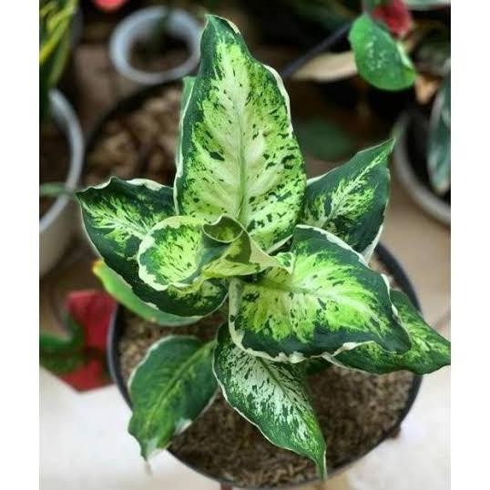 Terlaris Tanaman Hias Aglonema Jenis Sparkel - Blanceng Sparkle