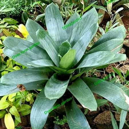 Terlaris Tanaman Hias Bromelia Giant / Bromelia Besar