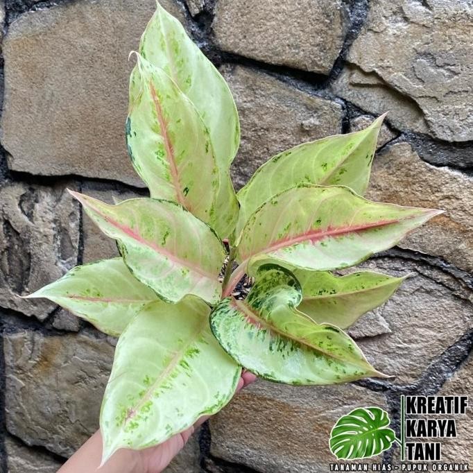 Terlaris Tanaman Hias Aglonema Frozen - Aglonema Frozen