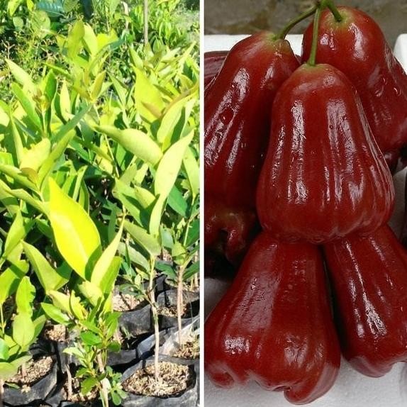 PREMIUM bibit tanaman buah jambu air citra khas demak DD90