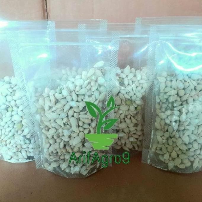 BIBIT TANAMAN BUAH JERUK BENIH JC TANAMAN BUAH JERUK UNGGUL NNNN PREMIUM