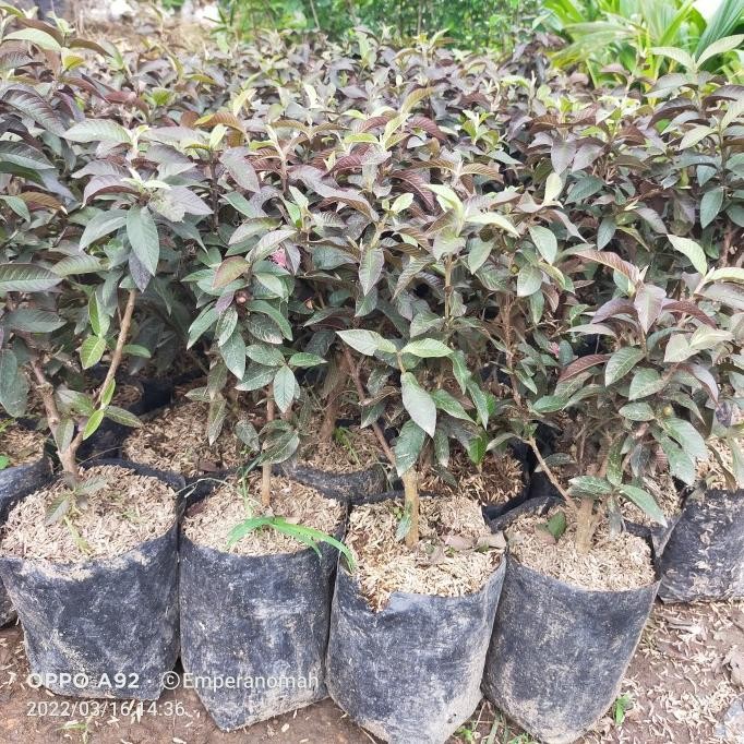 PREMIUM Bibit Tanaman Buah Jambu Biji stralia Jambu Biji Mini Merah