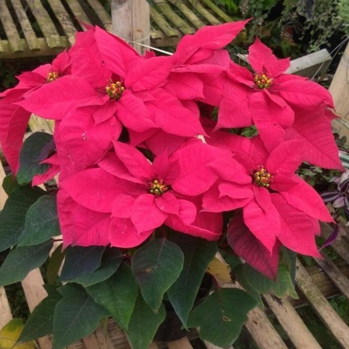 Terlaris Tanaman Hias Kastuba Merah - Bunga Kastuba Merah - Kastuba Tanaman Pot