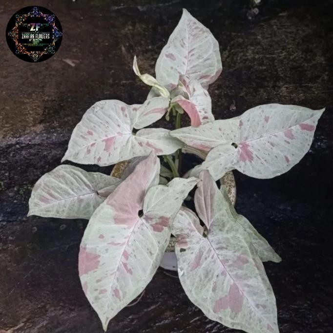 Terlaris Singonium Milk Confetti / Tanaman Hias Singonium