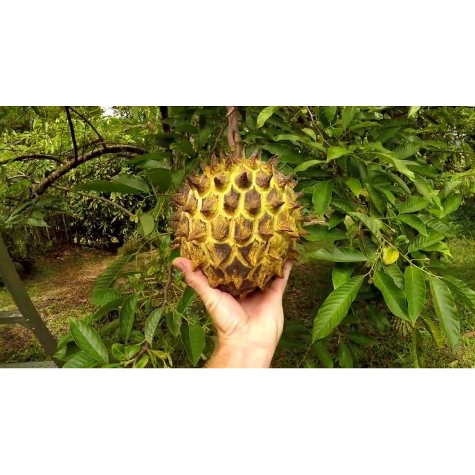BIBIT SRIKAYA DURIAN BIRIBA OKULASI CEPAT BERBUAH / TANAMAN SRIKAYA PREMIUM