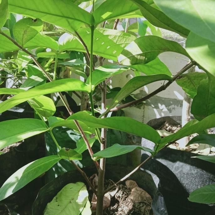 PREMIUM bibit asli cangkok jambu air kiojok