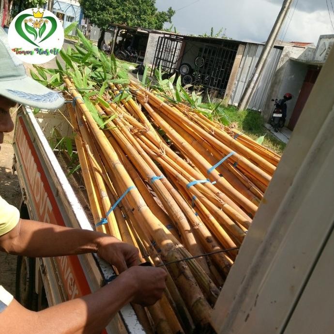 Terlaris Tanaman Hias Bambu Kuning Panda Periket Isi 6-7 Batang Tinggi 2-2.5 Meter