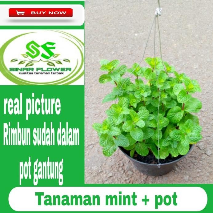 

Terlaris Tanaman Pohon Mint Rimbun + Pot Gantung/Tanaman Herbal/Hias Gantung