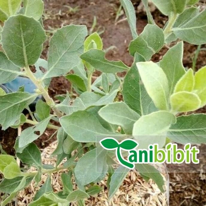 

Terlaris Bibit Tanaman Beluntas - Pohon Beluntas - Herbal
