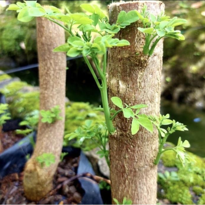 

Terlaris Tanaman Daun Kelor // Pohon Herbal Daun Kelor