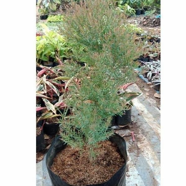 

Terlaris Pohon Kayu Putih Tanaman Herbal Bibit Pohon Minyak