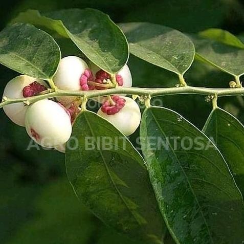 

Terlaris Pohon Katuk - Bibit Tanaman Herbal Pohon Daun Katuk