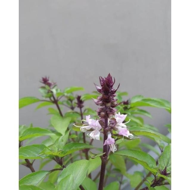 

Terlaris Tanaman Herbal Selasih / Tlasih / Basilikum / Ocimum Basilicum
