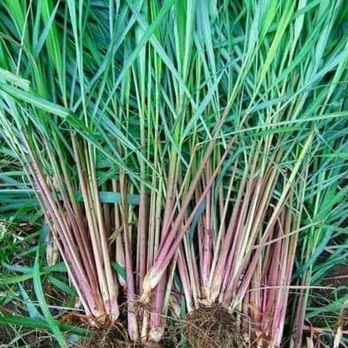 

Terlaris Tanaman Herbal Sereh Wangi /Sereh Merah - Bibit Pohon Sereh Merah