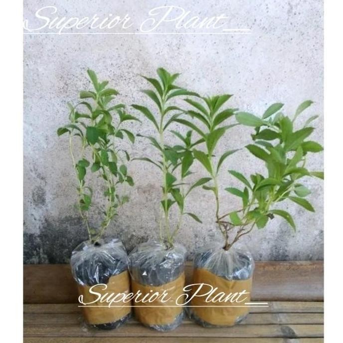

Terlaris (Beli7Gratis1)Bibit Stevia Tanaman Herbal Stevia (Pengganti Gula)