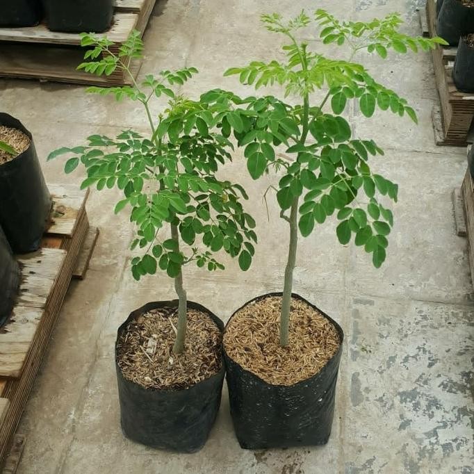 

Terlaris Bibit Tanaman Kelor Pohon Kelor Tanaman Obat Herbal