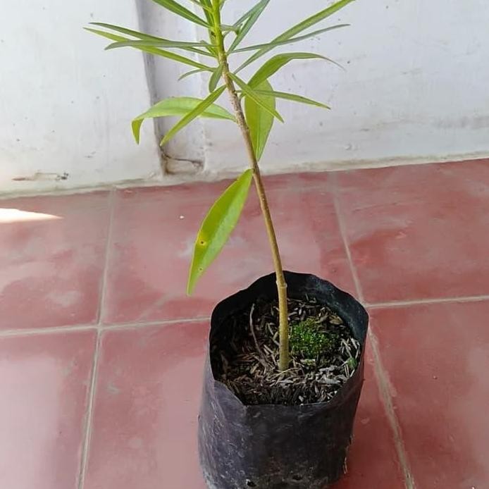 

Terlaris Bibit Tanaman Herbal Ginje