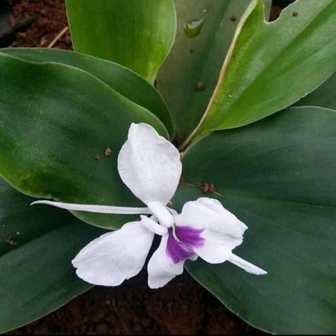 

Terlaris Bibit Kencur/Tanaman Herbal Kencur