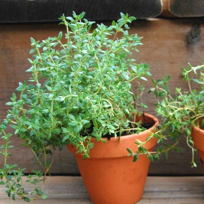 

Terlaris Tanaman Thyme / Daun Thyme / Herbs Thyme / Herbal Timi (Bumbu Masak)