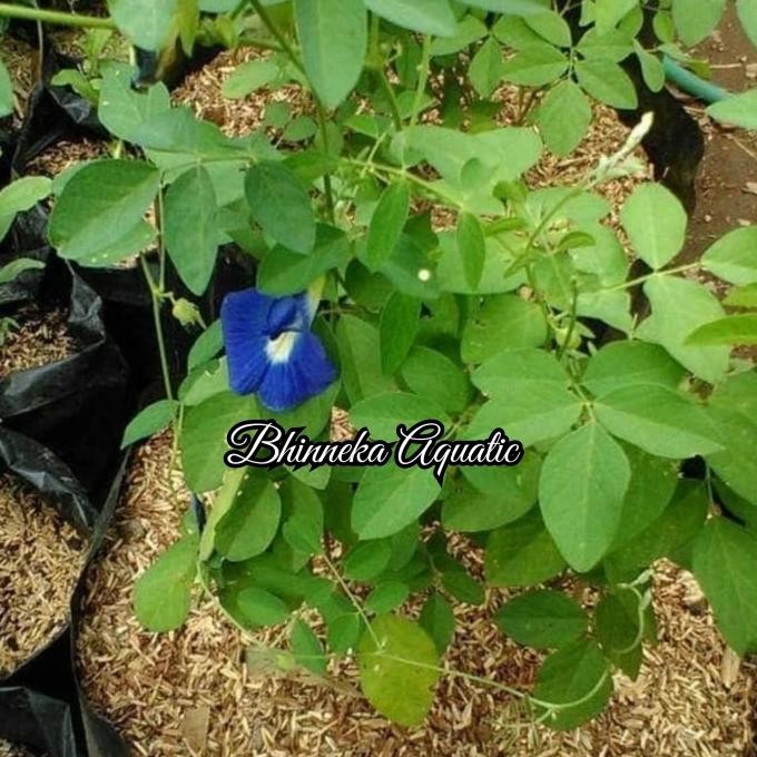 

Terlaris Bibit Tanaman Kembang Teleng Bunga Telang Obat Herbal Petani Murah