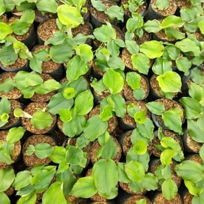 

Terlaris Tanaman Kencur Bibit Herbal Kencur Rempah Masak
