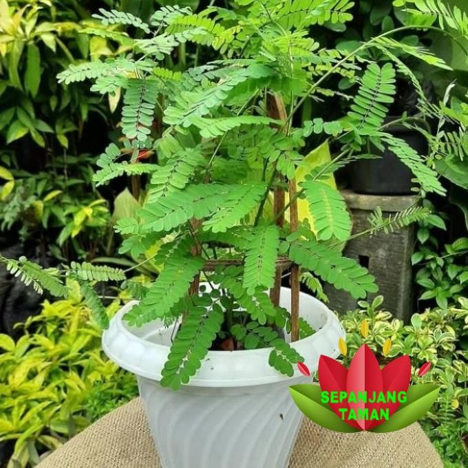 

Terlaris Tanaman Herbal Saga / Pohon Daun Saga Herbal/ Tanaman Daun Saga Rimbun