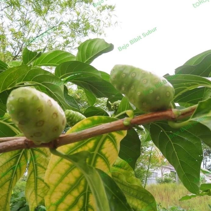 

Terlaris Bibit Tanaman Mengkudu-Pohon Mengkudu-Pohon Herbal Mengkudu/Bentis