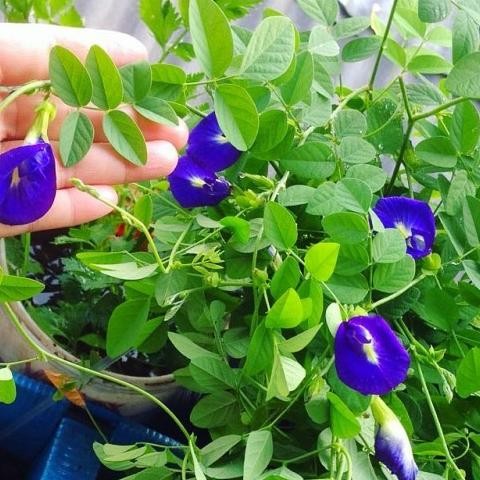 

Terlaris Bibit Tanaman Kembang Telang - Bunga Telang - Tanaman Herbal