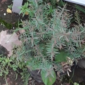 

Terlaris Bibit Tanaman Herbal Kayu Putih