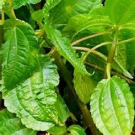 

Terlaris Bibit Tanaman Pohpohan/Pohon Daun Pohpohan/Tanaman Herbal