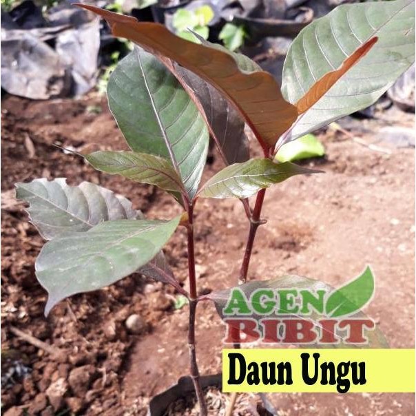 

Terlaris Bibit Pohon Daun Ungu - Tanaman Herbal Hendeleum