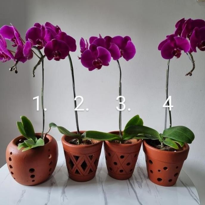 Pot untuk anggrek memiliki beberapa karakteristik khusus yang mendukung kebutuhan unik tanaman anggr