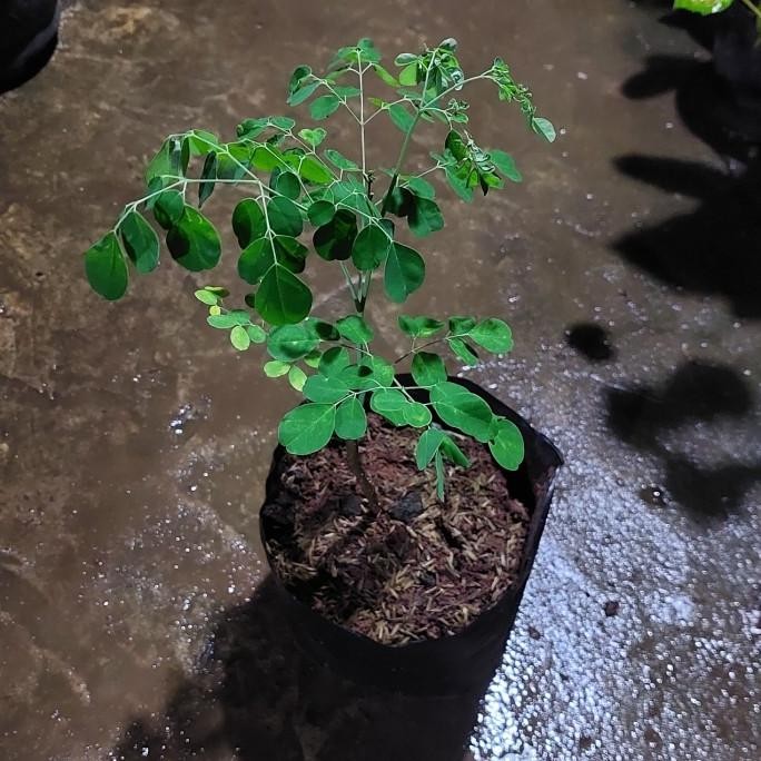 

Terlaris Bibit Pohon Kelor Tanaman Herbal