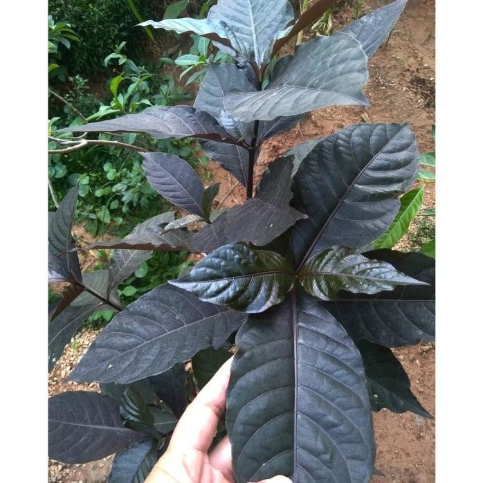 

Terlaris Tanaman Herb Handeuleum / Handelem / Daun Ungu Herbal