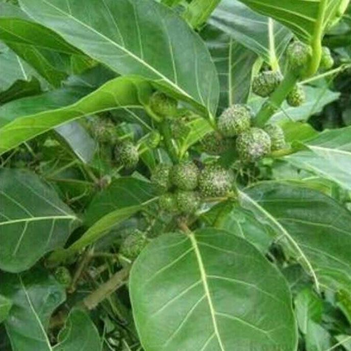 

Terlaris Bibit Tanaman Herbal Awar Awar