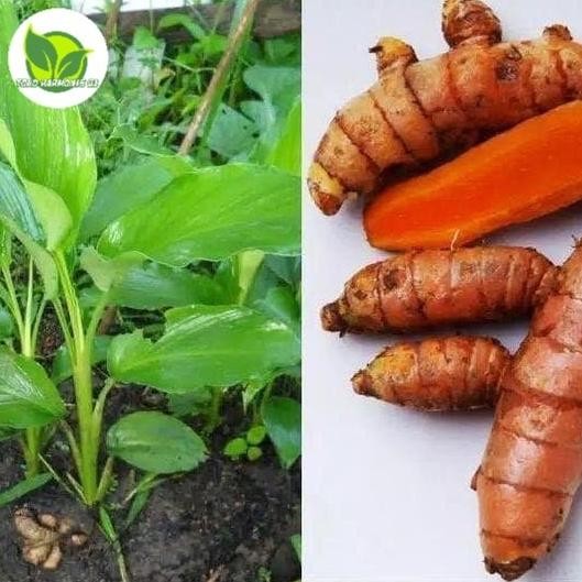 

Terlaris Bibit Tanaman Kunyit Kuning Kunir - Tanaman Herbal Kunyit Kuning