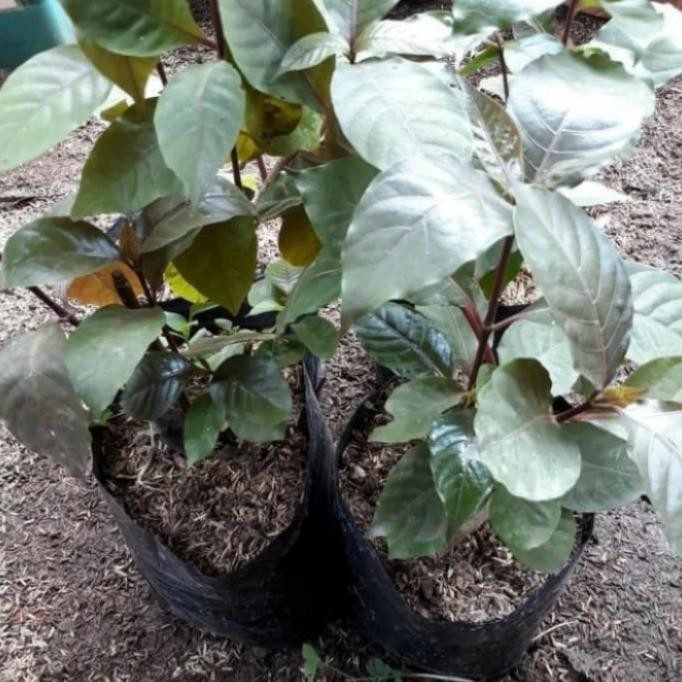 

Terlaris Tanaman Daun Ungu/Tanaman Handeuleum/Tanaman Herbal Obat Wasir/Ambeyen