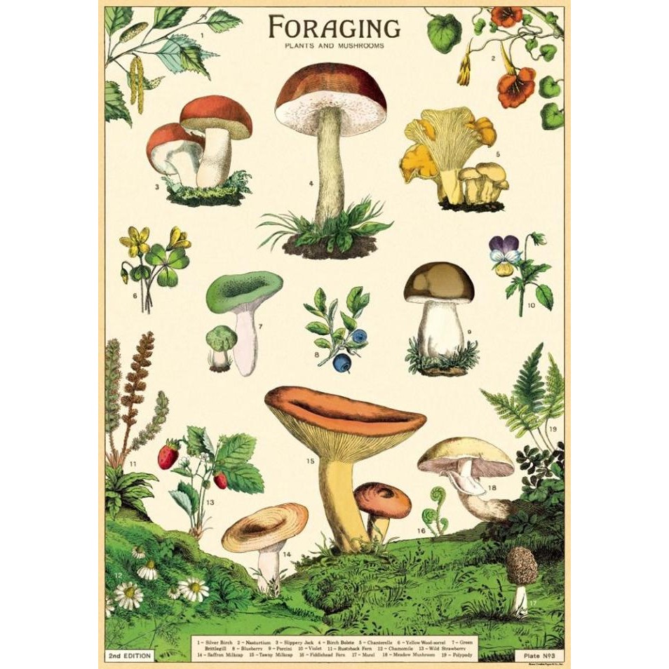 

TERBARU - Cavallini Forage Mushroom Poster Wrap