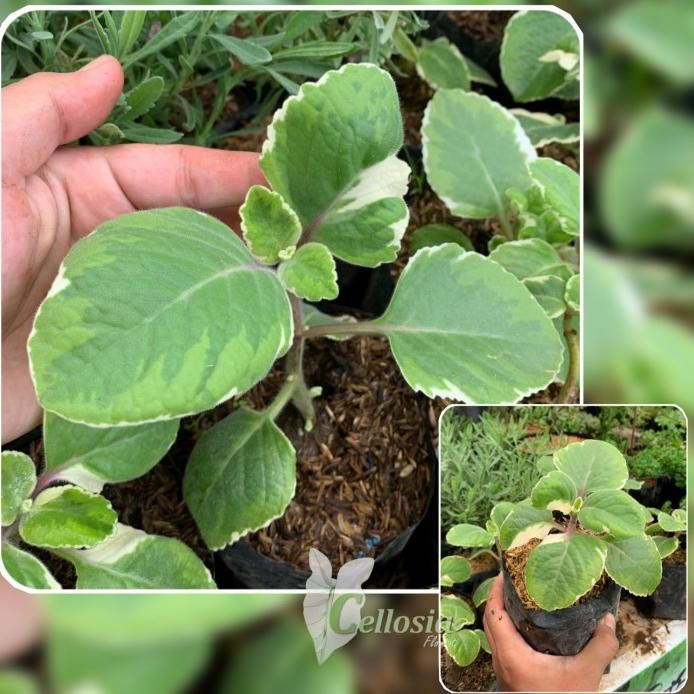 

Terlaris Tanaman Herbal Rempah Daun Jinten Variegata