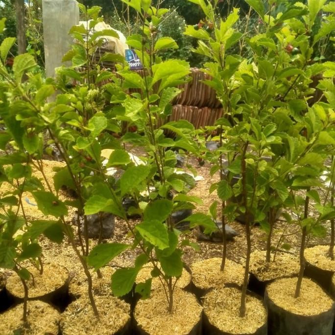 

Terlaris Tanaman Herbal Keci Beling