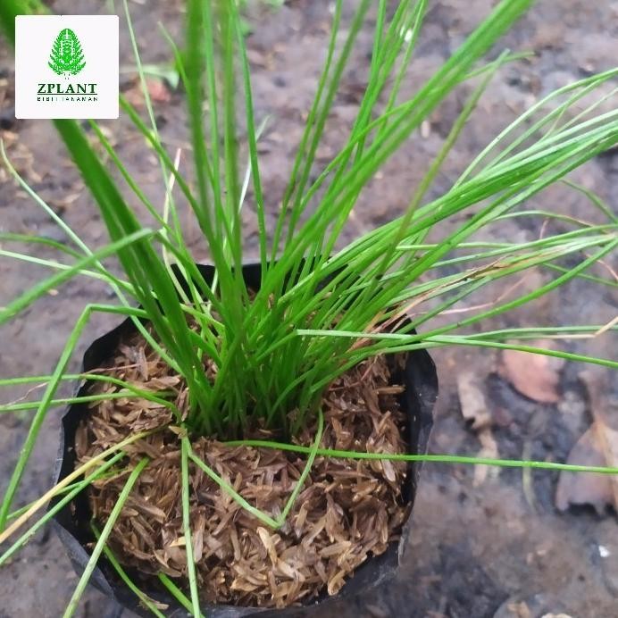 

Terlaris Bawang Kucai - Bibit Tanaman Umbi Dan Daun Obat Herbal