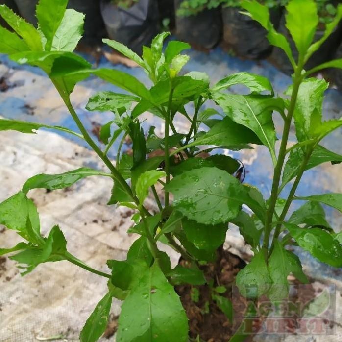 

Terlaris Bibit Tanaman Bibit Pohon Baluntas Herbal Lalaban