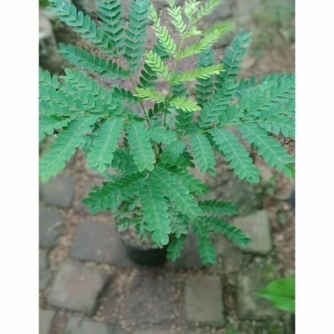 

Terlaris Promo Bibit Secang,Bibit Tanaman Secang Sudah Subur,Tanaman Herbal Harga Perpot,Murah